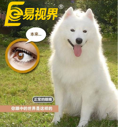 不一樣的眼病，不一樣的世界