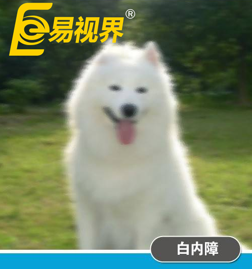 不一樣的眼病，不一樣的世界